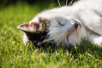 Katze schläft im Gras