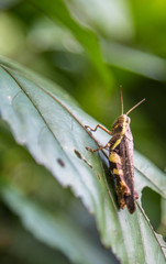 Detail of a yellow grasshopper in Luang Prabang. Laos