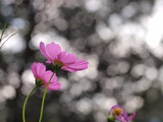ピンクのコスモスの花