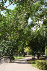 trees in the park