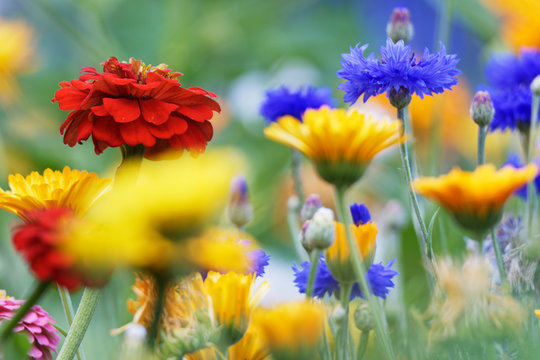 Zinnie in einer Blumenwiese