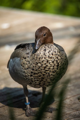 Braune Ente