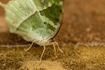 Schmetterling
