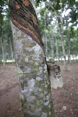 Removing resin from a winged tree of Luang Prabang. Laos