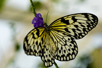 Schmetterling