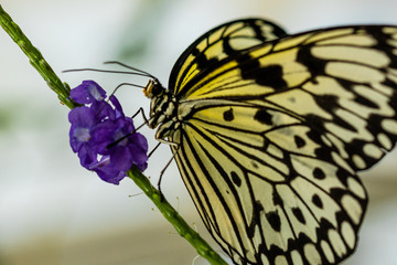 Schmetterling