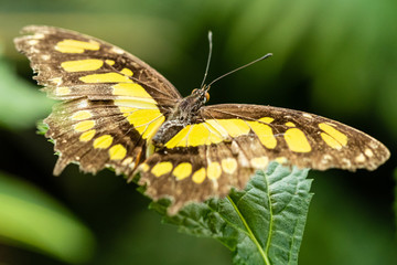 Schmetterling