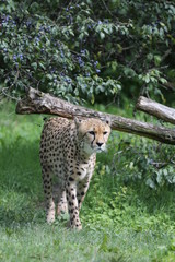 animales varios 