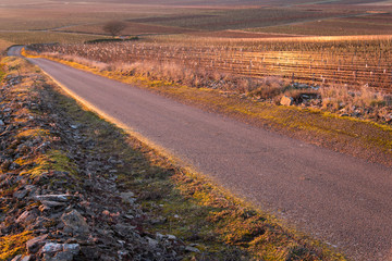 chemin dans les vignes de Meursault en Bourgogne en hiver avec un lever de soleil © david
