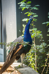 Naklejka premium Pfau