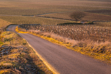 Fototapeta na wymiar chemin dans les vignes de Meursault en Bourgogne en hiver avec un lever de soleil