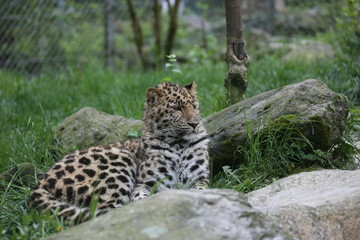 animales varios  © Miguel