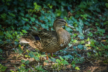 Ente im Grünen
