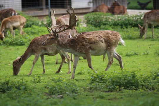 animales varios 
