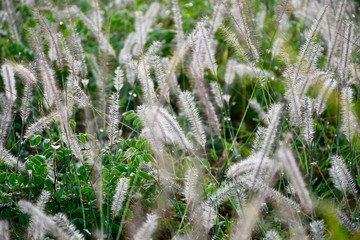 hoarfrost on grass