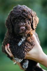 closeup of woman holding little puppy