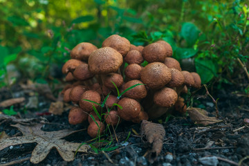 Large group of wild mushrooms