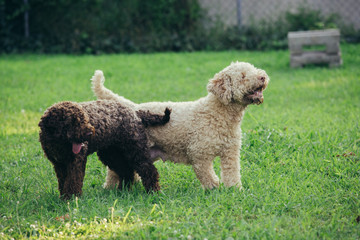 purebred dogs standing outdoors in garden