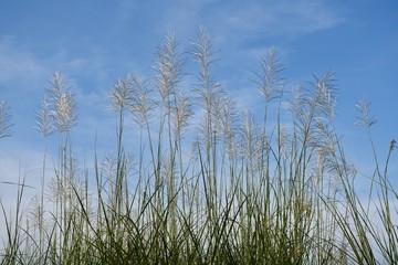 Obraz premium grass and sky