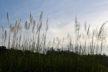 grass and sky