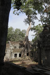 The sun giving on the tree of the temple of Angkor Wat. Cambodia