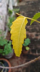 isolated odd yellow neem leaf closeup macro shot