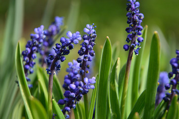 Lawenda © Krzysztof