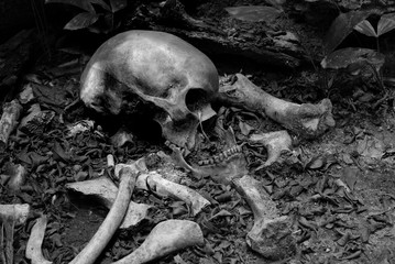 Skull and pile of bone on soil the old graveyard discover by dig in cemetery,