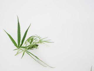 Marijuana leaves on white background