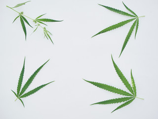 Many marijuana leaves on white background