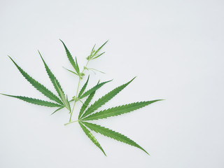 Marijuana leaves on white background