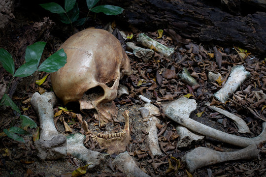 Skull and pile of bone on soil the old graveyard discover by dig in cemetery,