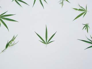 Fototapeta premium Many marijuana leaves on white background