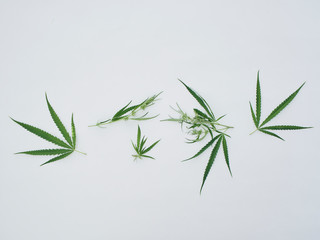 Many marijuana leaves on white background