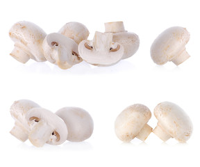 Champignon Isolated on a white Background