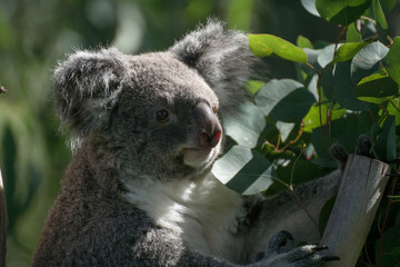 Naklejka premium Retrato de un koala macho en cautividad