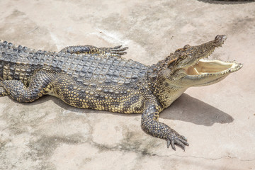 Cần Thơ, Vietnam »; August 2017: A crocodile with its mouth open in the Mekong Delta
