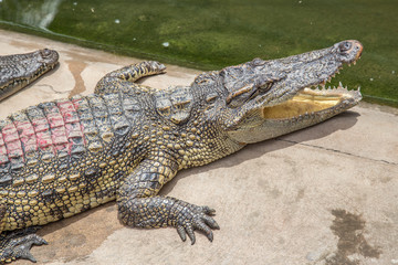 Cần Thơ, Vietnam »; August 2017: A crocodile in the Mekong Delta