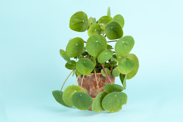 plant Pilea peperomioides on turquoise background