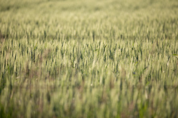 Road trip in central Alberta, Canada: wheat field close up