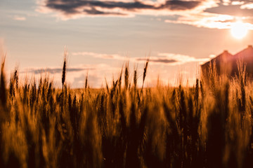Road trip in central Alberta, Canada: wheat field cat sunset; golden light