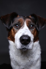 Cute dog on in studio on a grey background