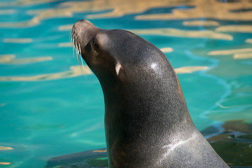 Obraz premium Retrato de un león marino en el agua
