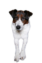 Cute dog on in studio on a white background