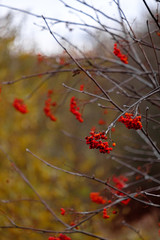 Bright red rowan berries on branches without leaves on an autumn day. Blurred background. Late fall.
