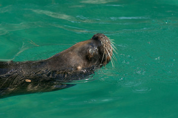 Retrato de un león marino en el agua