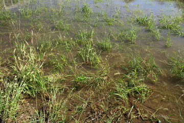 水溜りのある台風一過の野原風景
