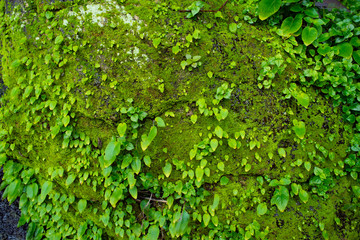 Fototapeta na wymiar A close up of moss and lichen growing on a rock