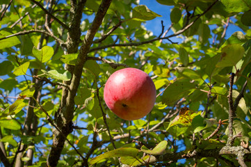 Close-up of ripe apple in the garden