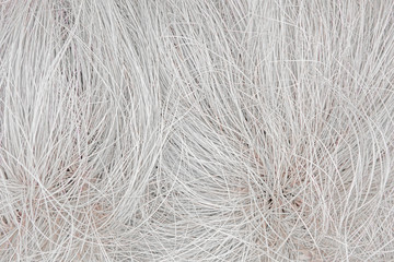 Abstract background of dry white grass feather grass, reminiscent of the hair or coat of an animal